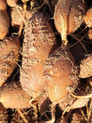 둥근마지기님의 1월 내 작물 자랑하기 · 참여글 작성글 사진