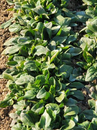 둥근마지기님의 1월 내 작물 자랑하기 · 참여글 작성글 사진