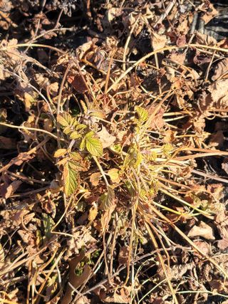 둥근마지기님의 1월 내 작물 자랑하기 · 참여글 작성글 사진