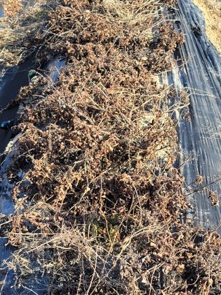 둥근마지기님의 1월 내 작물 자랑하기 · 참여글 작성글 사진