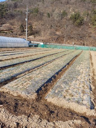 농군님의 1월 내 작물 자랑하기 · 참여글 작성글 사진