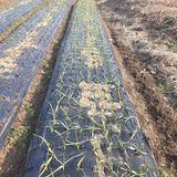 팜모닝 1월 내 작물 자랑하기·참여글 게시글 이미지