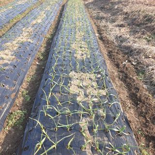 심창규 님의 1월 내 작물 자랑하기 · 참여글 작성글 사진