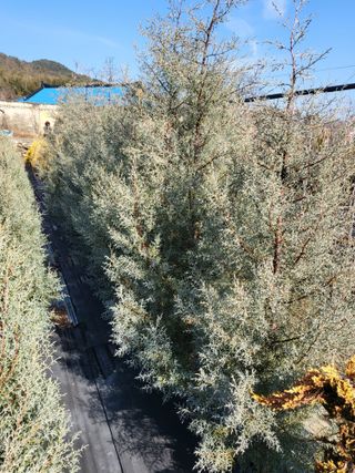 김옥균 님의 1월 내 작물 자랑하기 · 참여글 작성글 사진