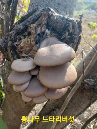 장철식님의 버섯 · 일상 작성글 사진