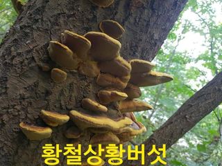 장철식님의 버섯 · 일상 작성글 사진