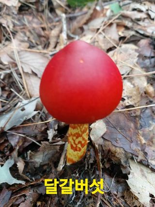 장철식님의 버섯 · 일상 작성글 사진