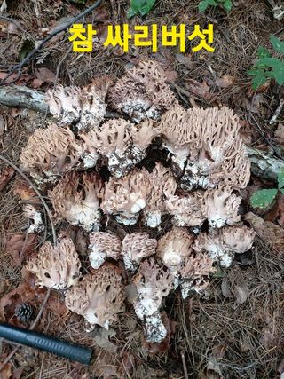 장철식님의 버섯 · 일상 작성글 사진