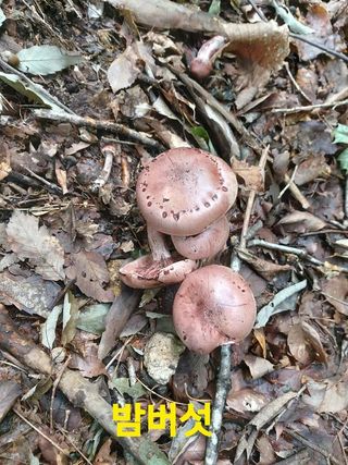 장철식님의 버섯 · 일상 작성글 사진