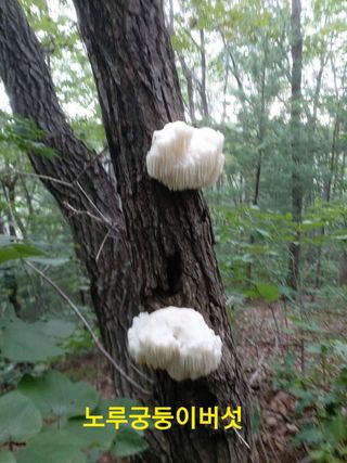 장철식님의 버섯 · 일상 작성글 사진