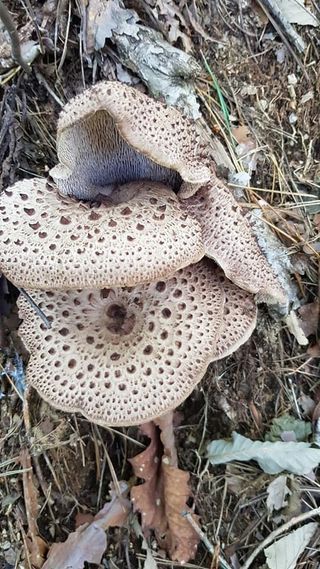 장철식님의 버섯 · 일상 작성글 사진