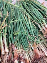 팜모닝 1월 내 작물 자랑하기·참여글 게시글 이미지