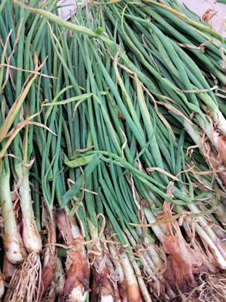 경선님의 1월 내 작물 자랑하기 · 참여글 작성글 사진