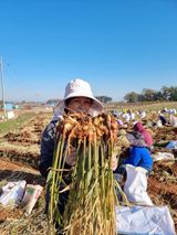 팜모닝 1월 내 작물 자랑하기·참여글 게시글 이미지