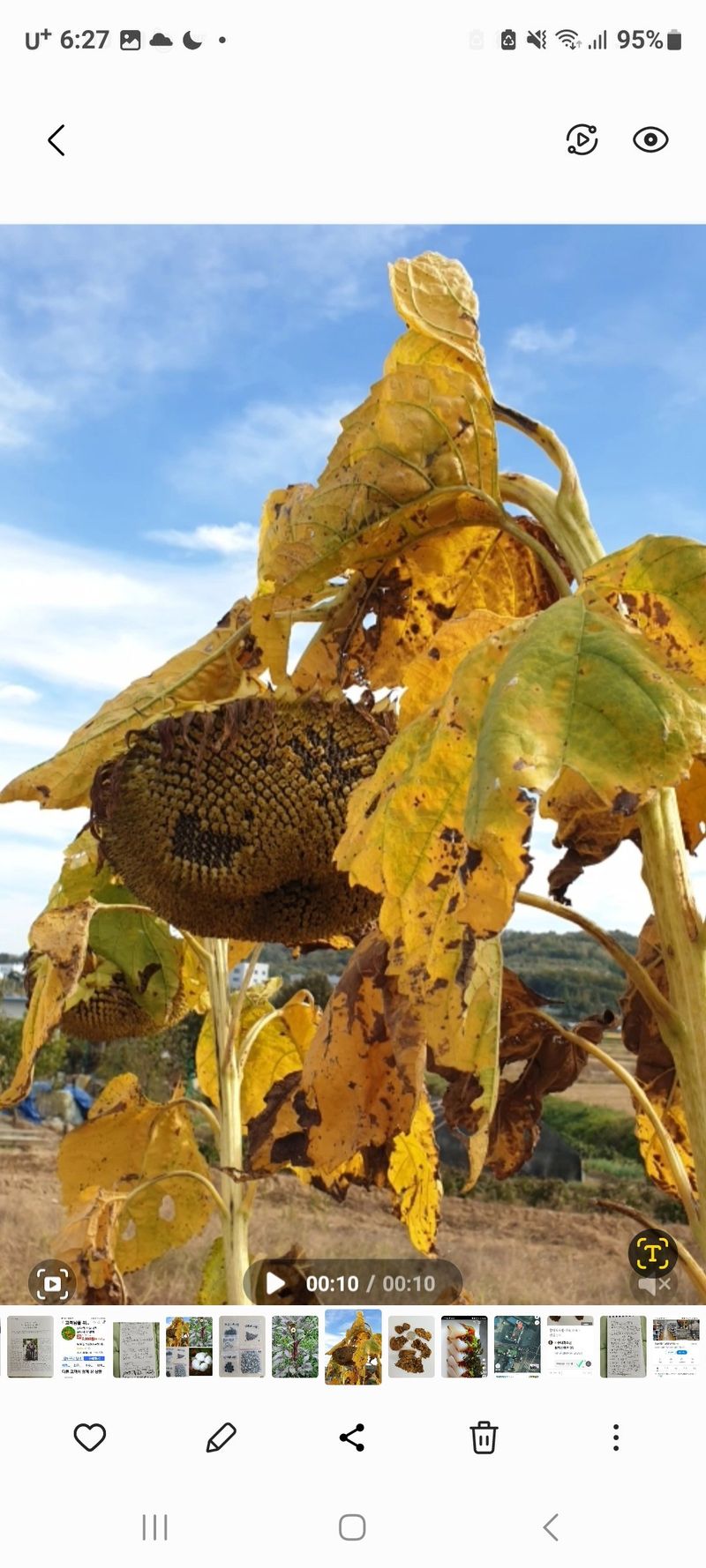장터 상품 [토종왕해바라기씨앗 ] 썸네일