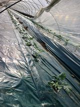 팜모닝 토마토·파종•정식 게시글 이미지