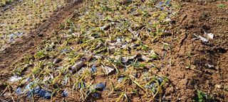 이영미님의 1월 내 작물 자랑하기 · 참여글 작성글 사진