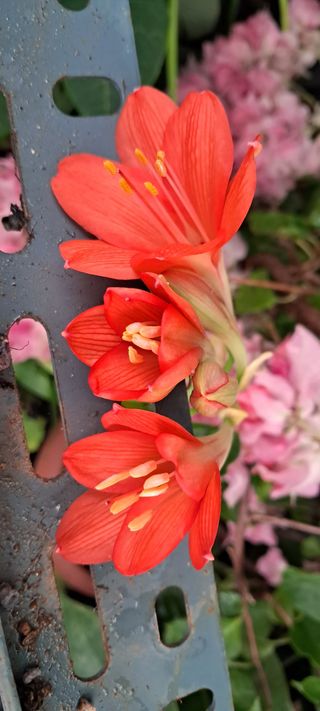 이영미님의 1월 내 작물 자랑하기 · 참여글 작성글 사진