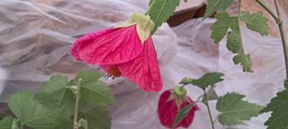 이영미님의 1월 내 작물 자랑하기 · 참여글 작성글 사진