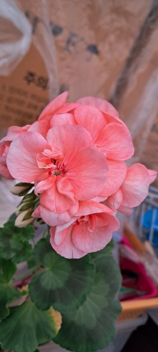 이영미님의 1월 내 작물 자랑하기 · 참여글 작성글 사진