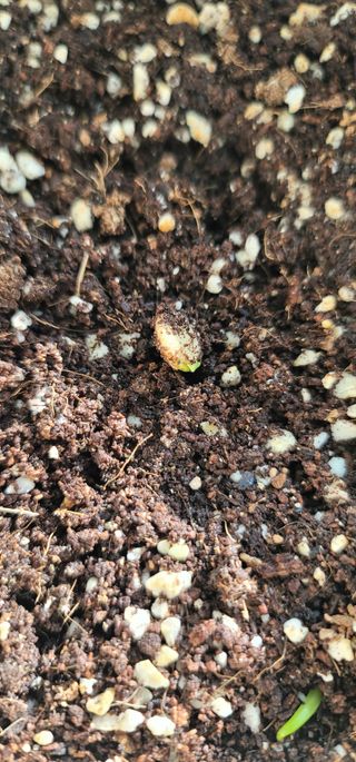 열정님의 1월 내 작물 자랑하기 · 참여글 작성글 사진