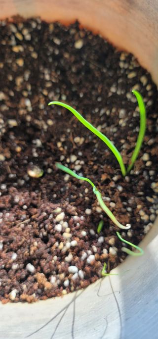 열정님의 1월 내 작물 자랑하기 · 참여글 작성글 사진