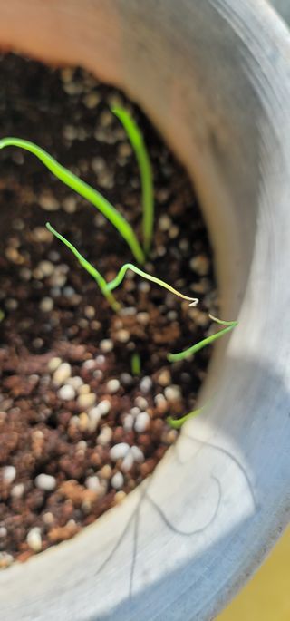 열정님의 1월 내 작물 자랑하기 · 참여글 작성글 사진