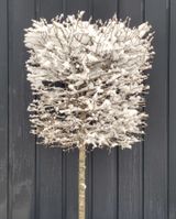 팜모닝 자유주제·자유게시판 게시글 이미지