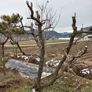 들깨15206님의 기타작물 · 영농일지 작성글 사진