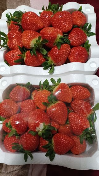 최재식 만나딸기농장님의 딸기 · 일상 작성글 사진