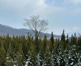 팜모닝 자유주제·자유게시판 게시글 이미지