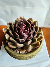 팜모닝 1월 내 작물 자랑하기·참여글 게시글 이미지