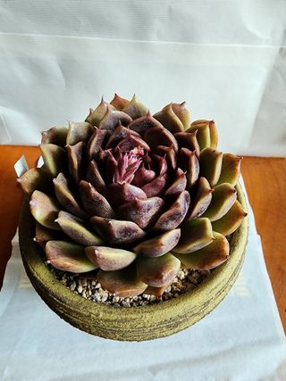 쏭이네농장(현자)님의 1월 내 작물 자랑하기 · 참여글 작성글 사진