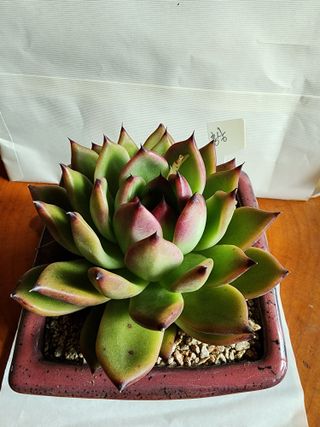 쏭이네농장(현자)님의 1월 내 작물 자랑하기 · 참여글 작성글 사진