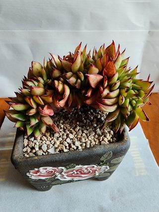 쏭이네농장(현자)님의 1월 내 작물 자랑하기 · 참여글 작성글 사진