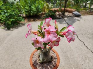 쏭이네농장(현자)님의 1월 내 작물 자랑하기 · 참여글 작성글 사진