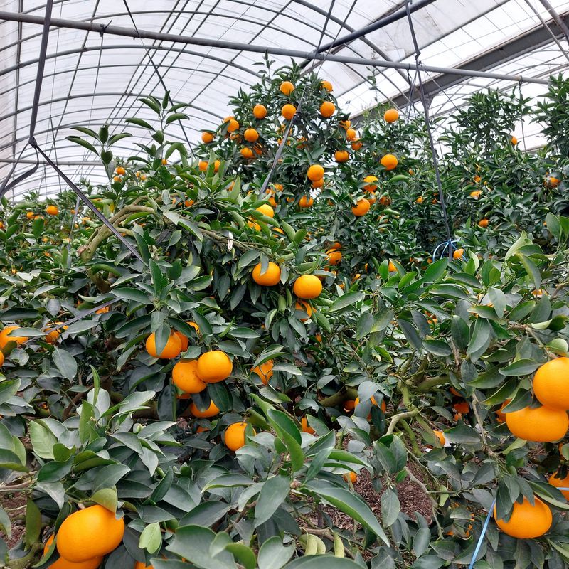 성민감귤농원님의 장터 판매 상품 [천혜향5kg] 첨부 사진