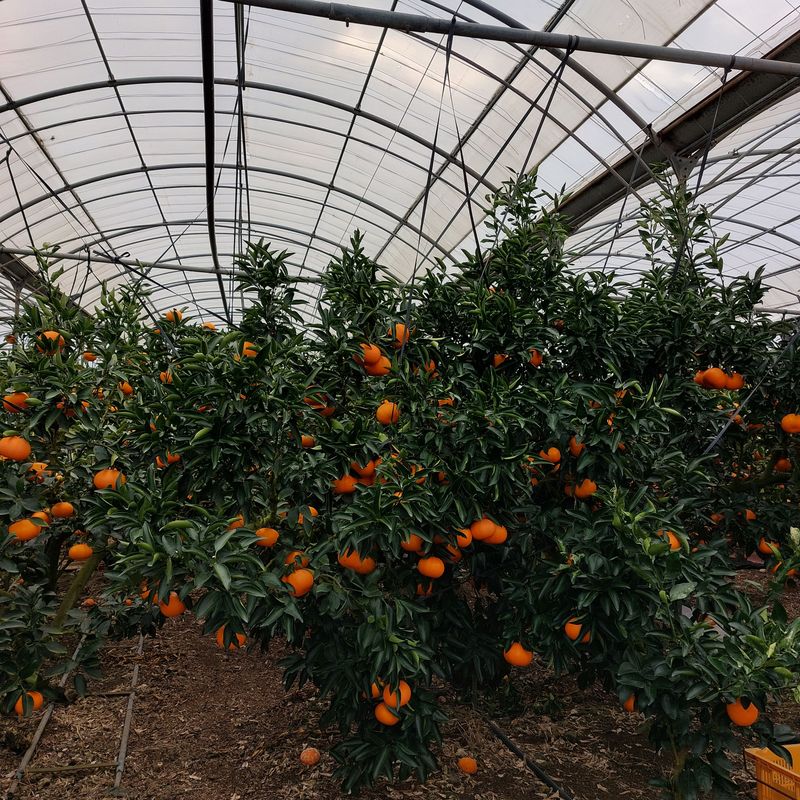 성민감귤농원님의 장터 판매 상품 [천혜향5kg] 첨부 사진