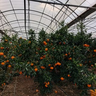 성민감귤농원님의 작성글 사진