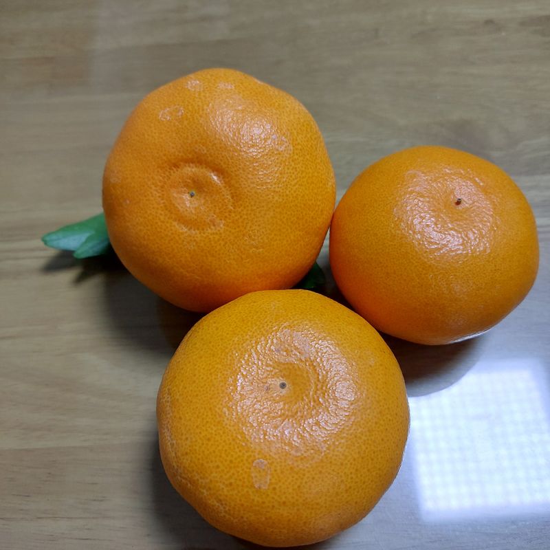 성민감귤농원님의 장터 판매 상품 [천혜향5kg] 첨부 사진