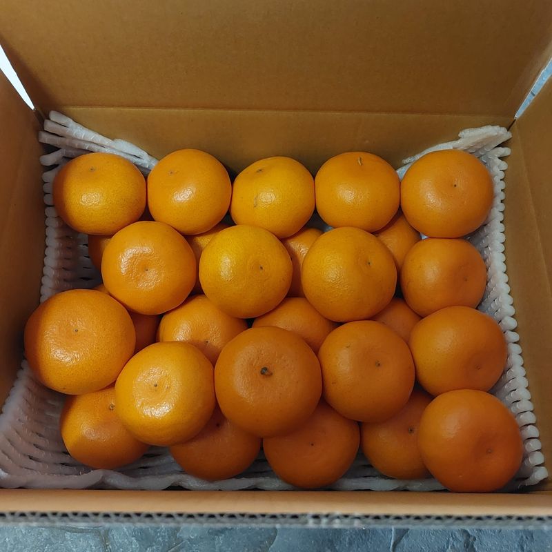 성민감귤농원님의 장터 판매 상품 [천혜향5kg] 첨부 사진