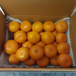 성민감귤농원님의 작성글 사진