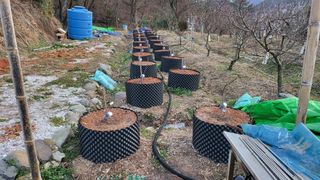 큐체리원님의 기타작물 · 영농일지 작성글 사진