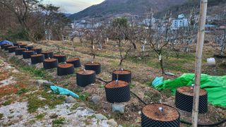 큐체리원님의 기타작물 · 영농일지 작성글 사진
