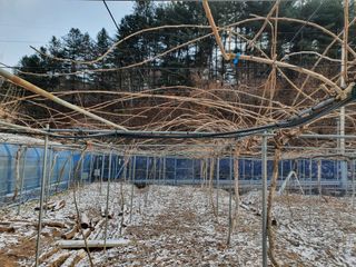 사그막농원님의 1월 내 작물 자랑하기 · 참여글 작성글 사진