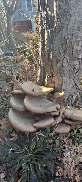 부안화룡댁님의 1월 내 작물 자랑하기 · 참여글 작성글 사진