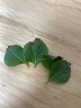 팜모닝 들깨·병해충상담 게시글 이미지