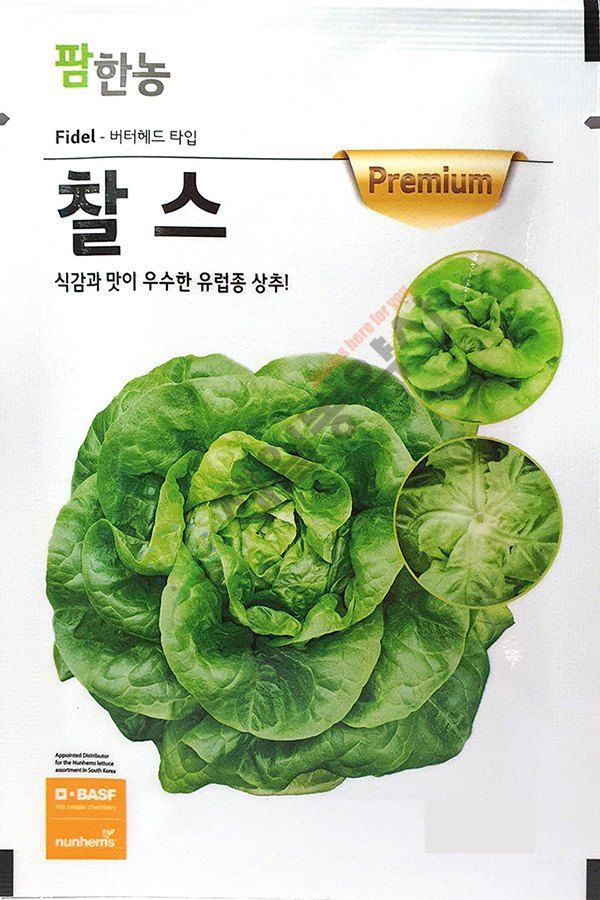 안산제일농약사님의 장터 판매 상품 [팜한농 코팅상추모음 유럽상추씨앗 피델상추 찰스상추 바사리상추 남은수량특가] 첨부 사진