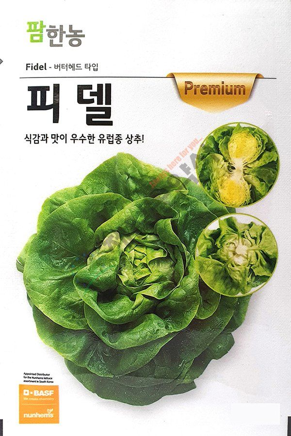 안산제일농약사님의 장터 판매 상품 [팜한농 코팅상추모음 유럽상추씨앗 피델상추 찰스상추 바사리상추 남은수량특가] 첨부 사진