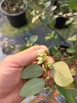 하늘농원님의 블루베리 · 자유게시판 작성글 사진